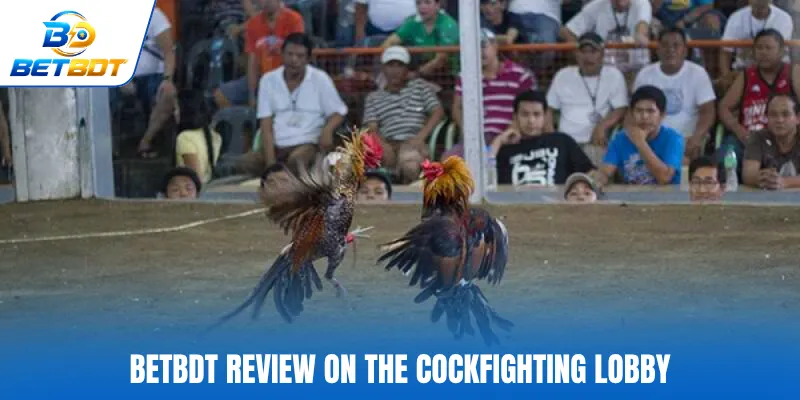 BETBDT review on the cockfighting lobby